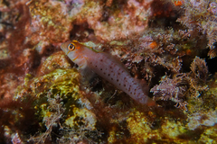 Notoclinops yaldwyni