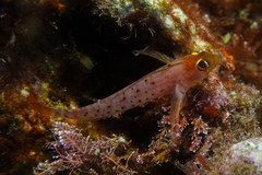 Notoclinops yaldwyni