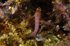 Notoclinops yaldwyni
