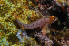 Notoclinops yaldwyni