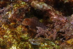 Notoclinops yaldwyni