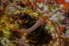 Notoclinops yaldwyni