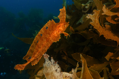 Cristiceps aurantiacus