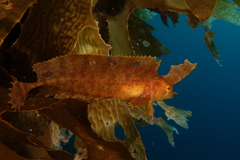 Cristiceps aurantiacus