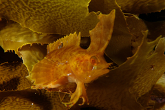 Cristiceps aurantiacus