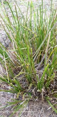Lomandra effusa