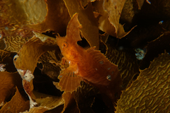 Cristiceps aurantiacus