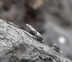 Cryptoblepharus ater