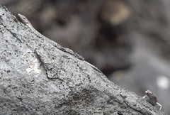 Cryptoblepharus ater