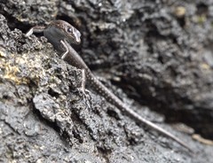 Cryptoblepharus ater