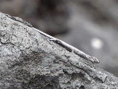 Cryptoblepharus ater