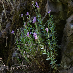 Penstemon venustus