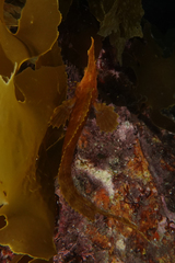 Cristiceps aurantiacus