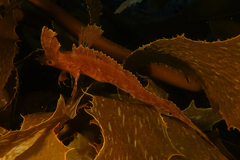 Cristiceps aurantiacus