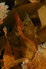 Cristiceps aurantiacus