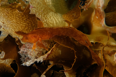 Cristiceps aurantiacus