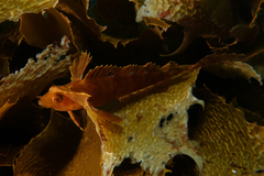 Cristiceps aurantiacus