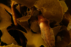 Cristiceps aurantiacus