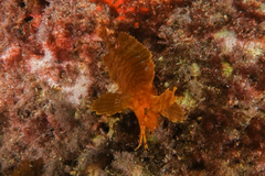 Cristiceps aurantiacus