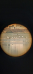 Phoenicopterus roseus
