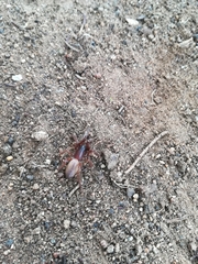 Dysderoidea