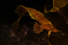 Cristiceps aurantiacus