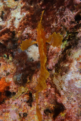 Cristiceps aurantiacus