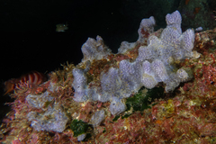 Dysideidae