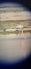 Phoenicopterus roseus