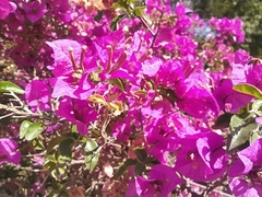 Bougainvillea glabra