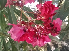 Nerium oleander