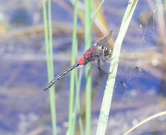 Leucorrhinia glacialis