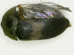 Attagenus fasciatus