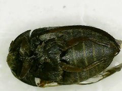 Attagenus fasciatus