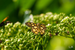 Odina hieroglyphica ortina