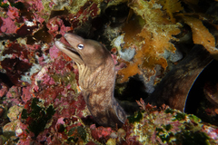 Gymnothorax nubilus