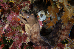 Gymnothorax nubilus
