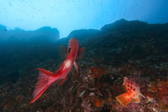 Bodianus unimaculatus