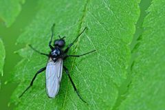 Bibio leucopterus