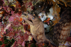 Gymnothorax nubilus