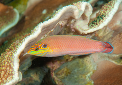 Halichoeres melasmapomus