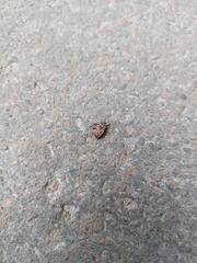 Pyrrhocoris apterus