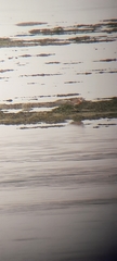 Charadrius leschenaultii