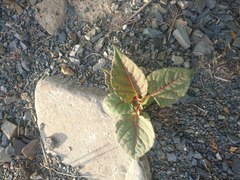 Reynoutria × bohemica