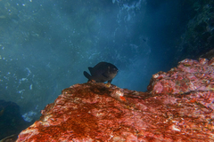 Parma alboscapularis