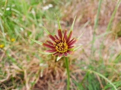 Tragopogon crocifolius