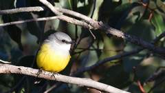 Eopsaltria griseogularis