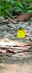 Eurema simulatrix
