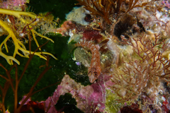 Notoclinops yaldwyni