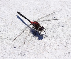 Leucorrhinia glacialis
